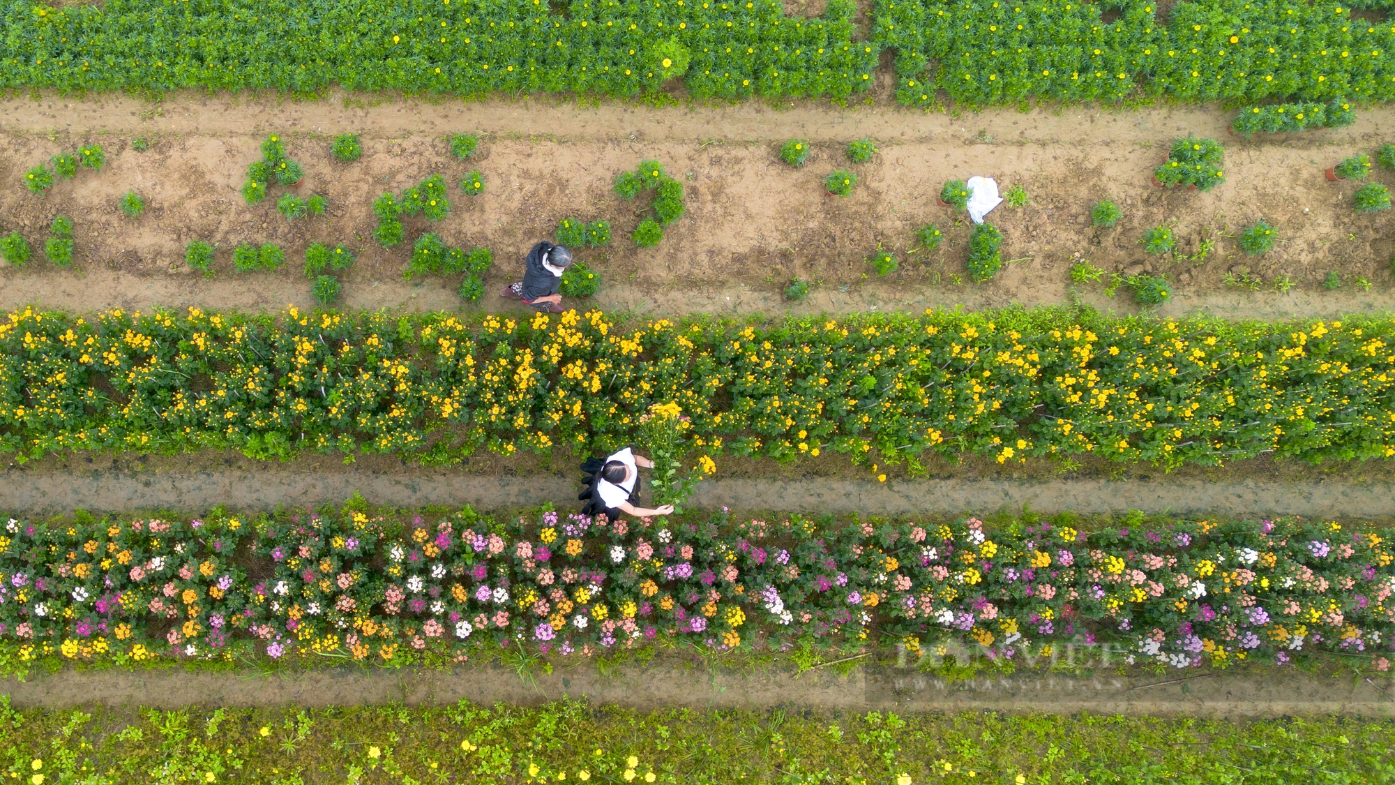 フューの最大かつ最も有名なフラワーボウルと呼ばれるプーマウフラワービレッジは、色相の市場に花を提供する主要な花の穀倉です。