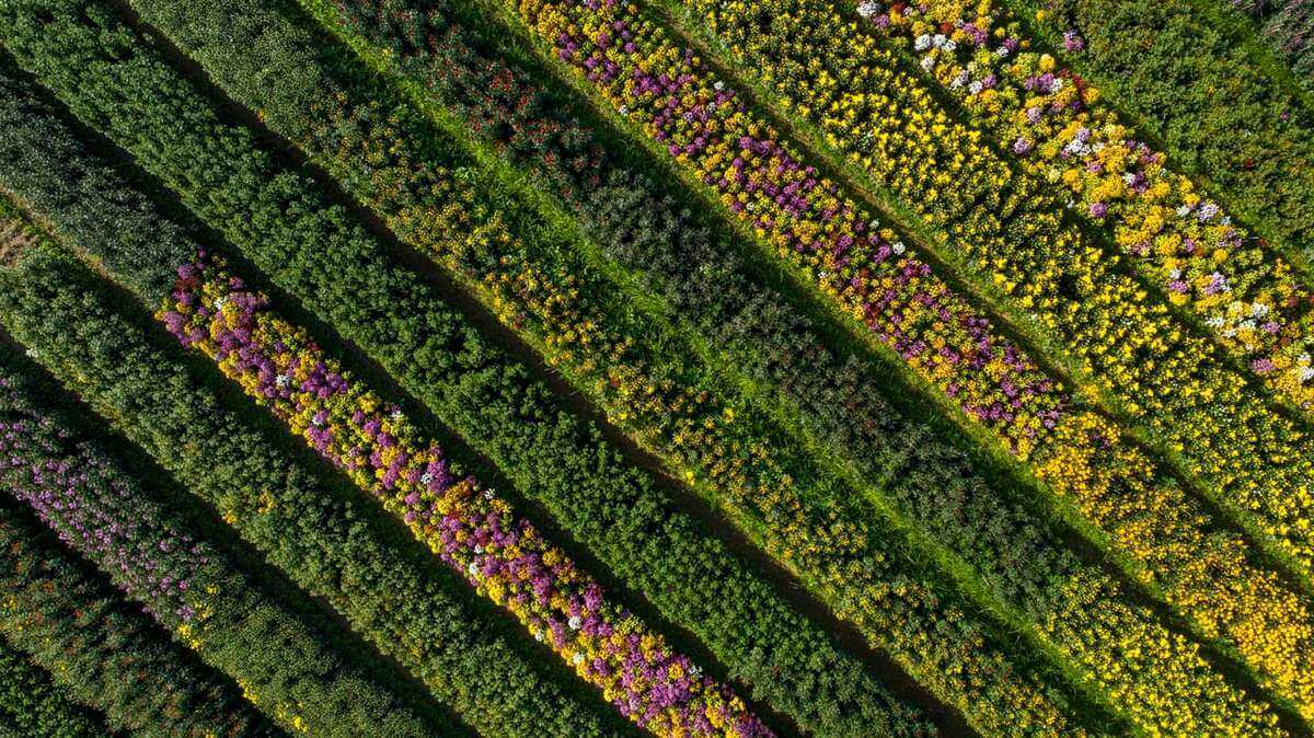 푸 마우 꽃 마을