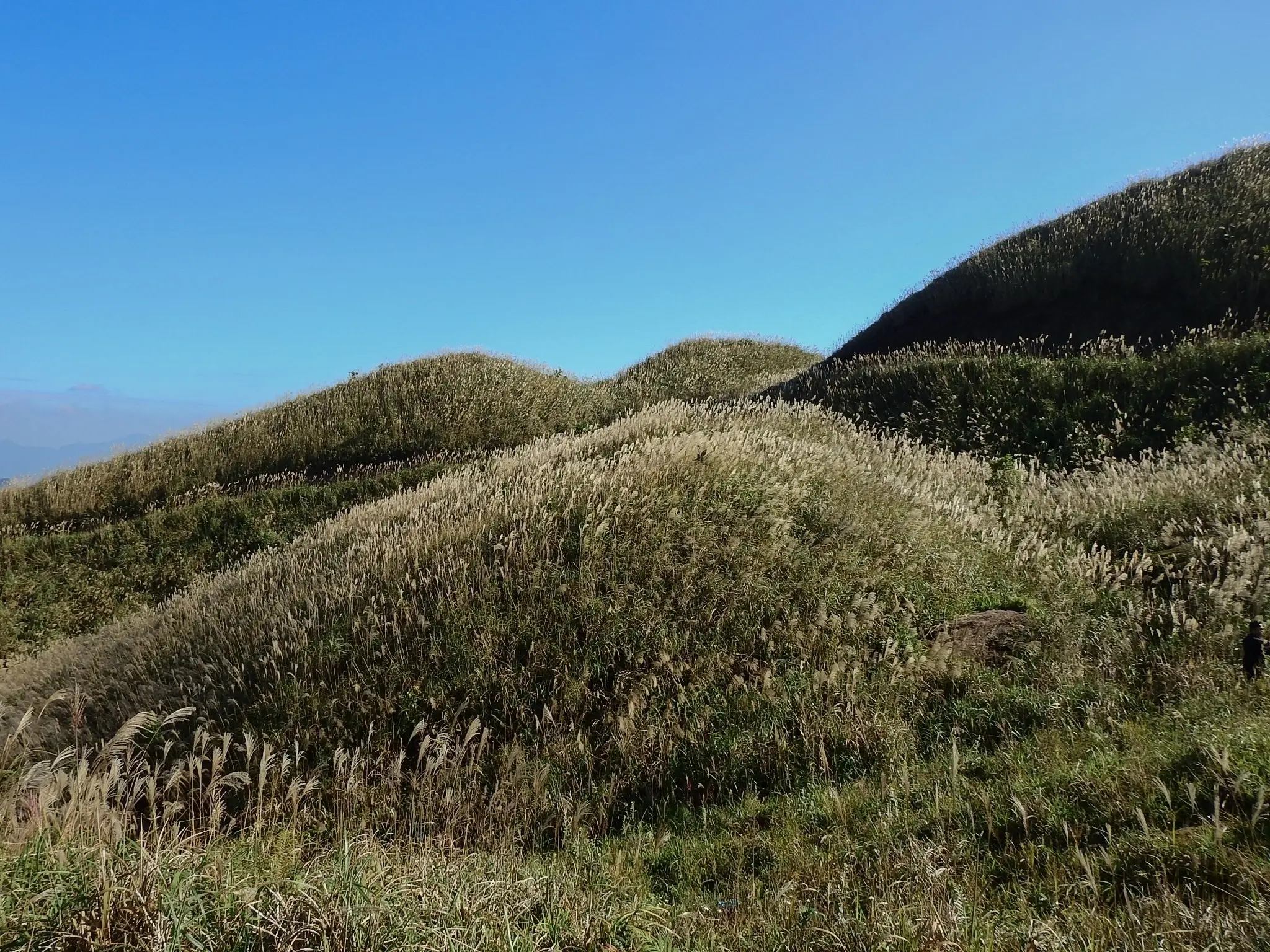 “Thiên đường cỏ lau” Đình Lập