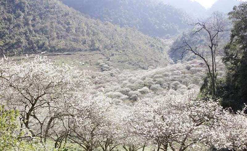 Thung lũng mận Mu Náu