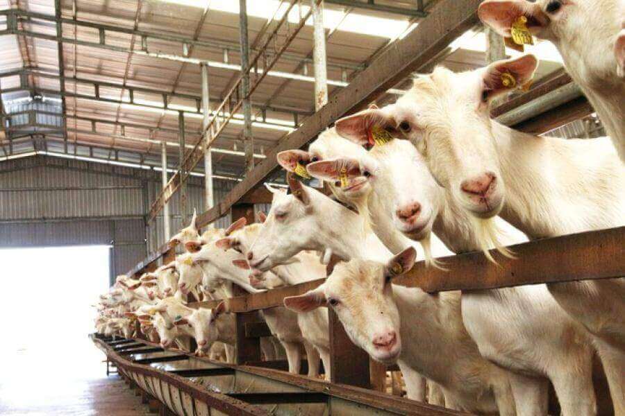 Trang trại sữa dê Ngọc Đào