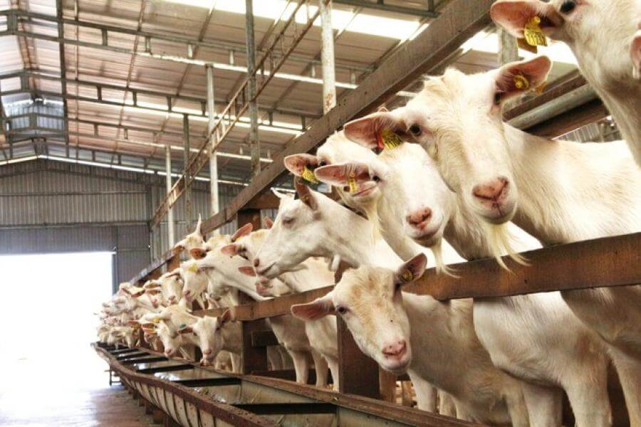 NGOC DAO GOAT Dairy Farmは、本当に興味深い西洋の観光地です。メコンデルタの観光写真に新しい色を貢献してください。