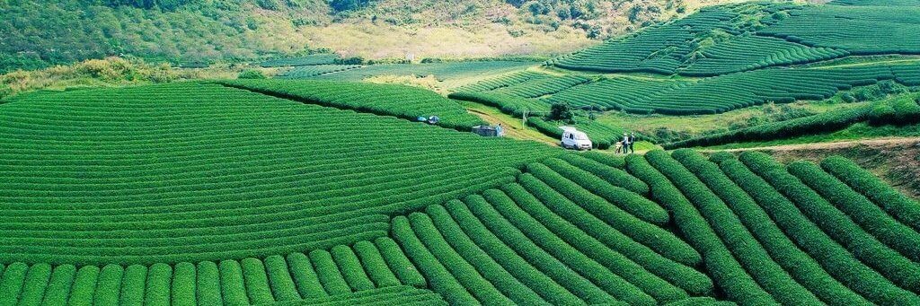 Đồi Chè Ô Long Mộc Sương