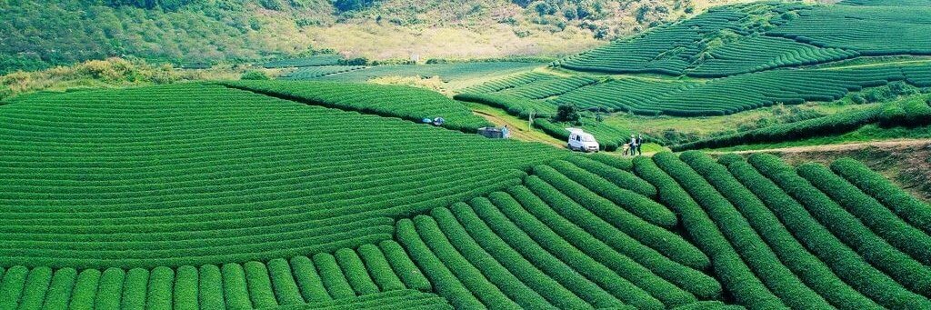Đồi Chè Ô Long Mộc Sương nhìn từ trên cao