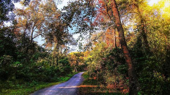 빨간 메이플 숲 - Thanh Mai Pagoda