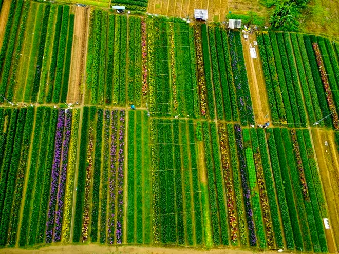 Làng hoa Phú Mậu