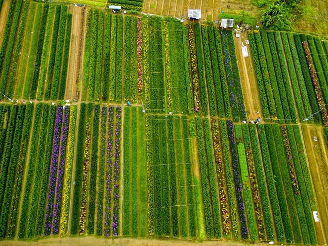 プーマウフラワービレッジは、色相で最大かつ最も有名なフラワーボウルとして知られています。花の鮮やかな色で暗記します