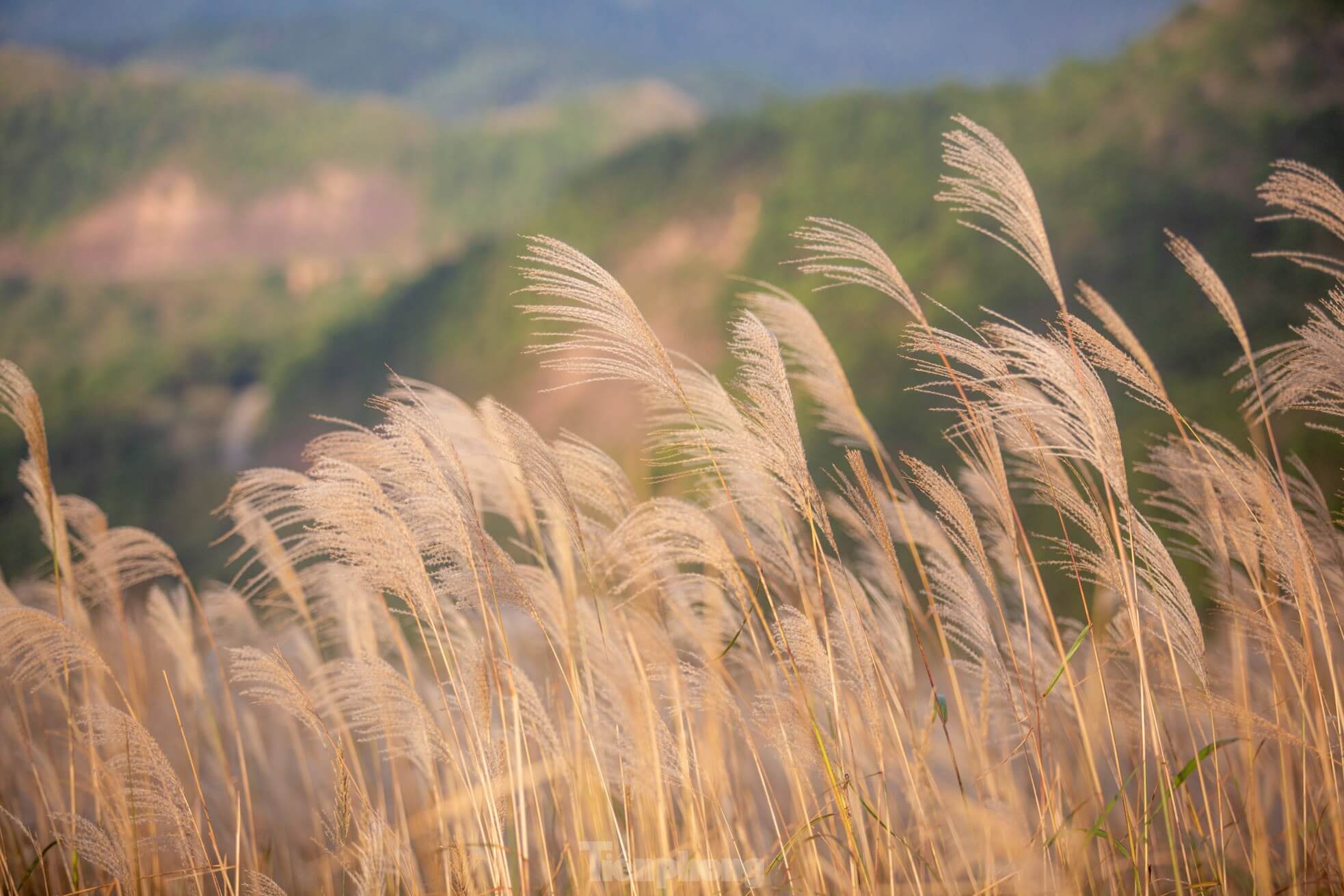 Vào tháng 10 đến tháng 12 là lúc hoa cỏ lau nở rộ nhất khiến nơi đây trở thành một vùng đất thơ mộng hơn bao giờ hết.