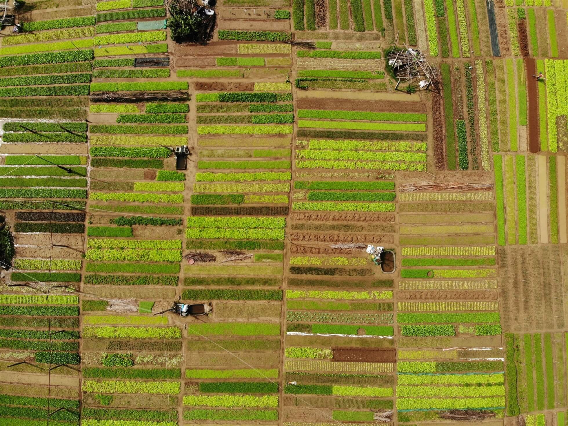 新鮮な緑色がこの平和な土地を覆っていました