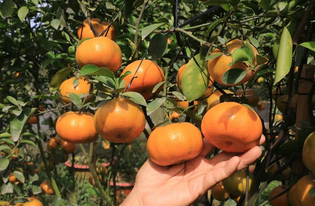 Thưởng thức ẩm thực địa phương