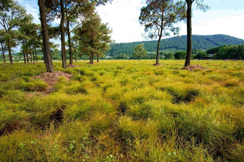 Cây rễ mỗi năm cho thu hoạch một lần, sau đó tái chăm sóc đến tháng 11 năm sau lại thu hoạch.