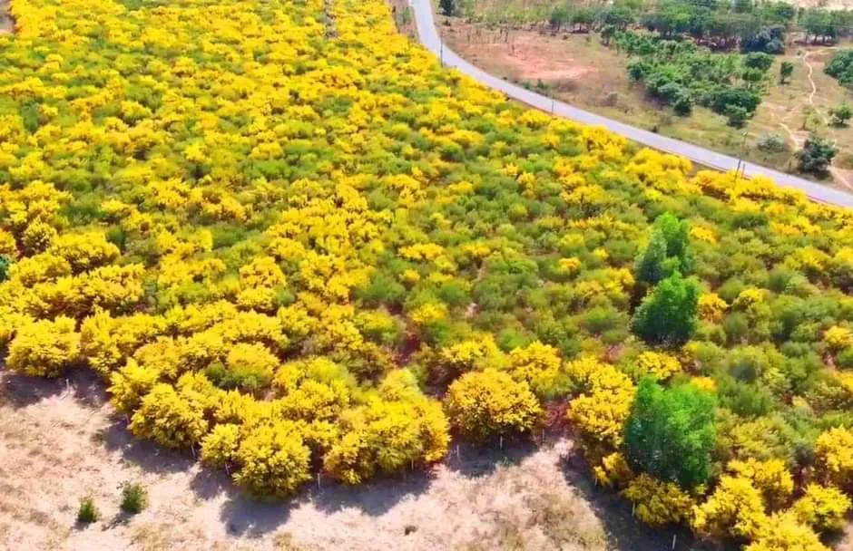 Rừng Keo Lá Tràm