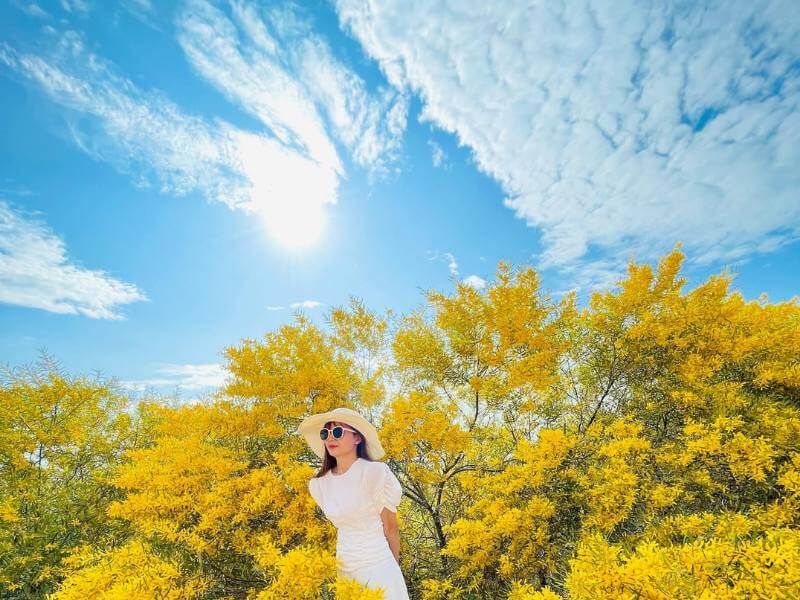 Rừng Keo Lá Tràm