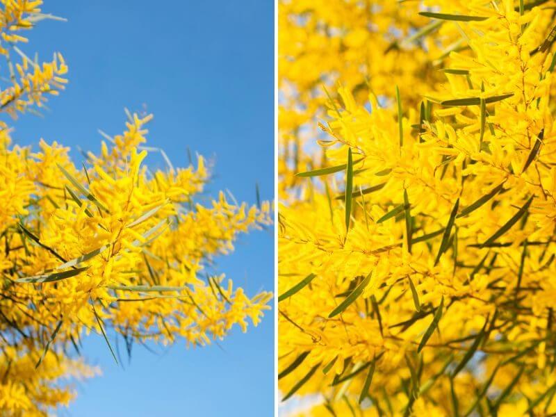 Rừng Keo Lá Tràm