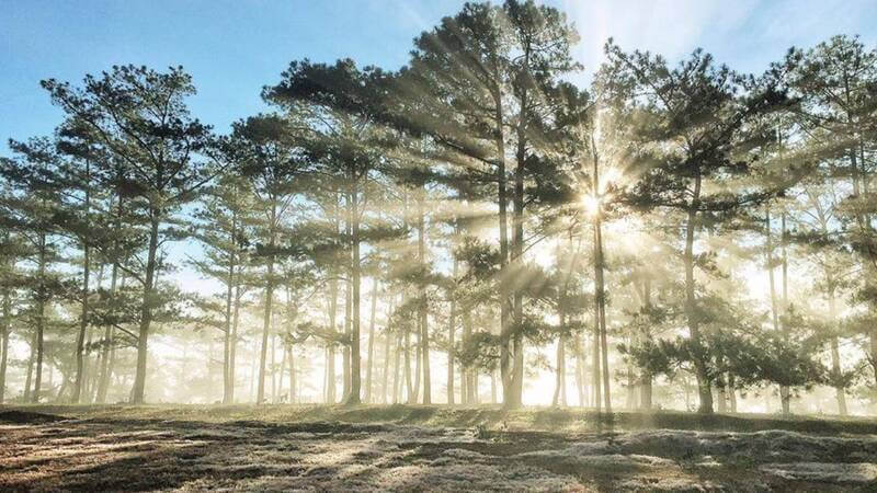 Pine Hill은 약 80 헥타르의 면적을 가지고 있으며, 쌀새와 Pleiku City가있는 계곡까지 아름다운 전망을 보유하고 있습니다.