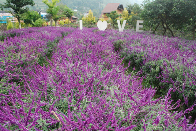 Bac Ha Flower Valley