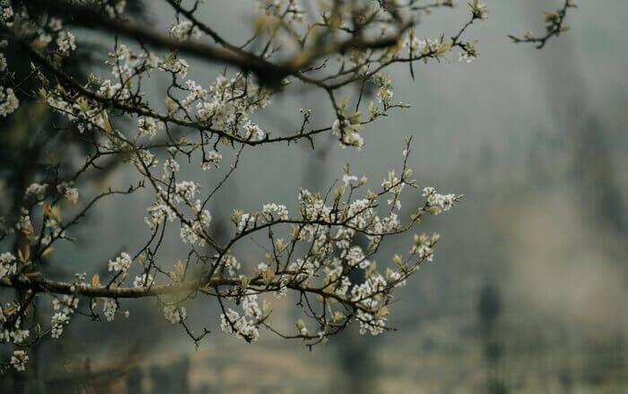 Làng du lịch cộng đồng Pả Vi