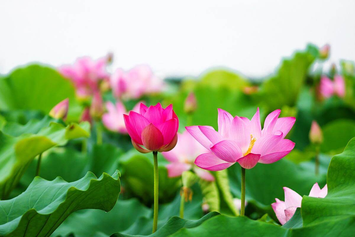 ロータスはピンクを咲かせ、空間を輝かせます。