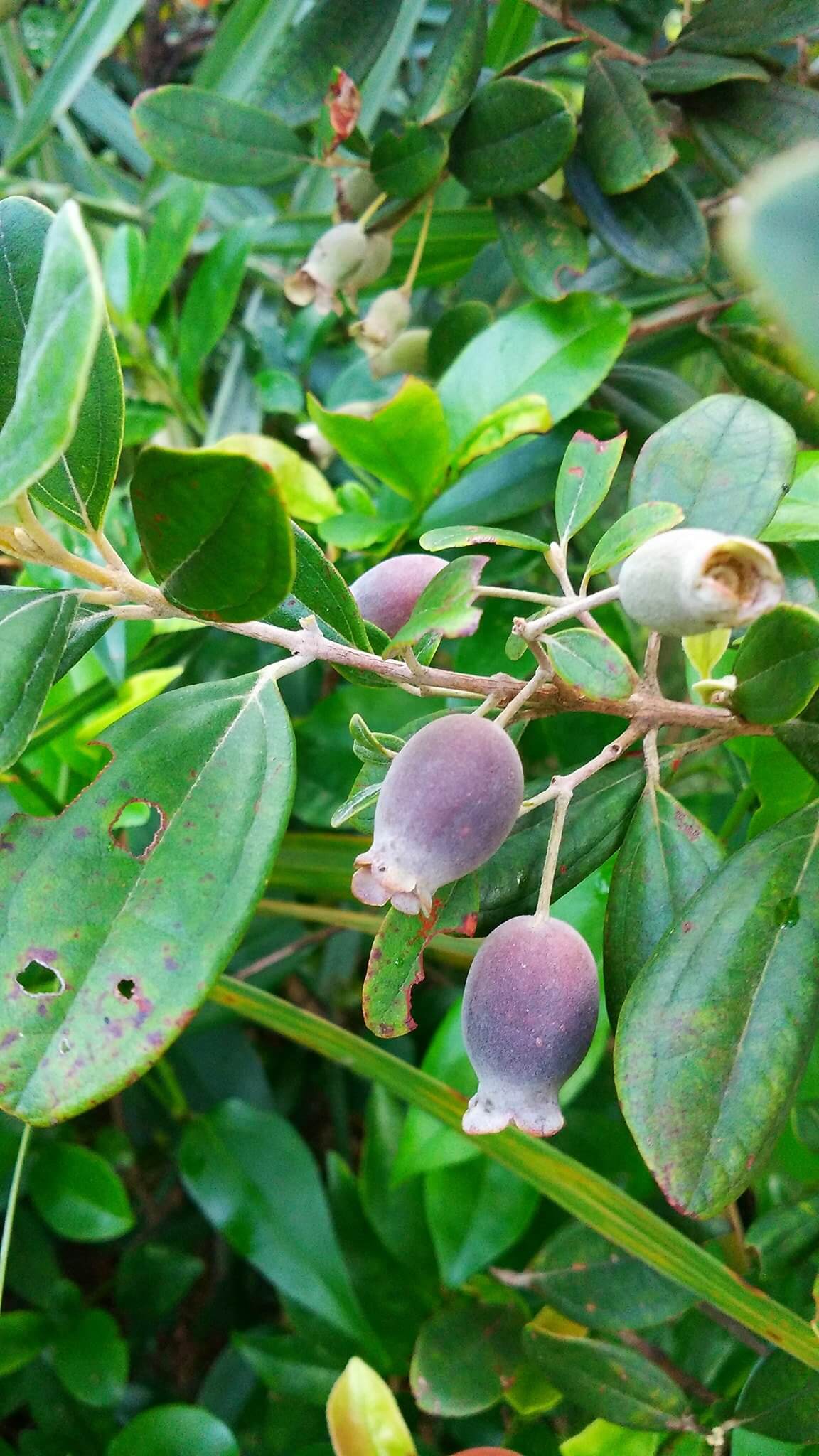 Thảo nguyên Bùi Hui