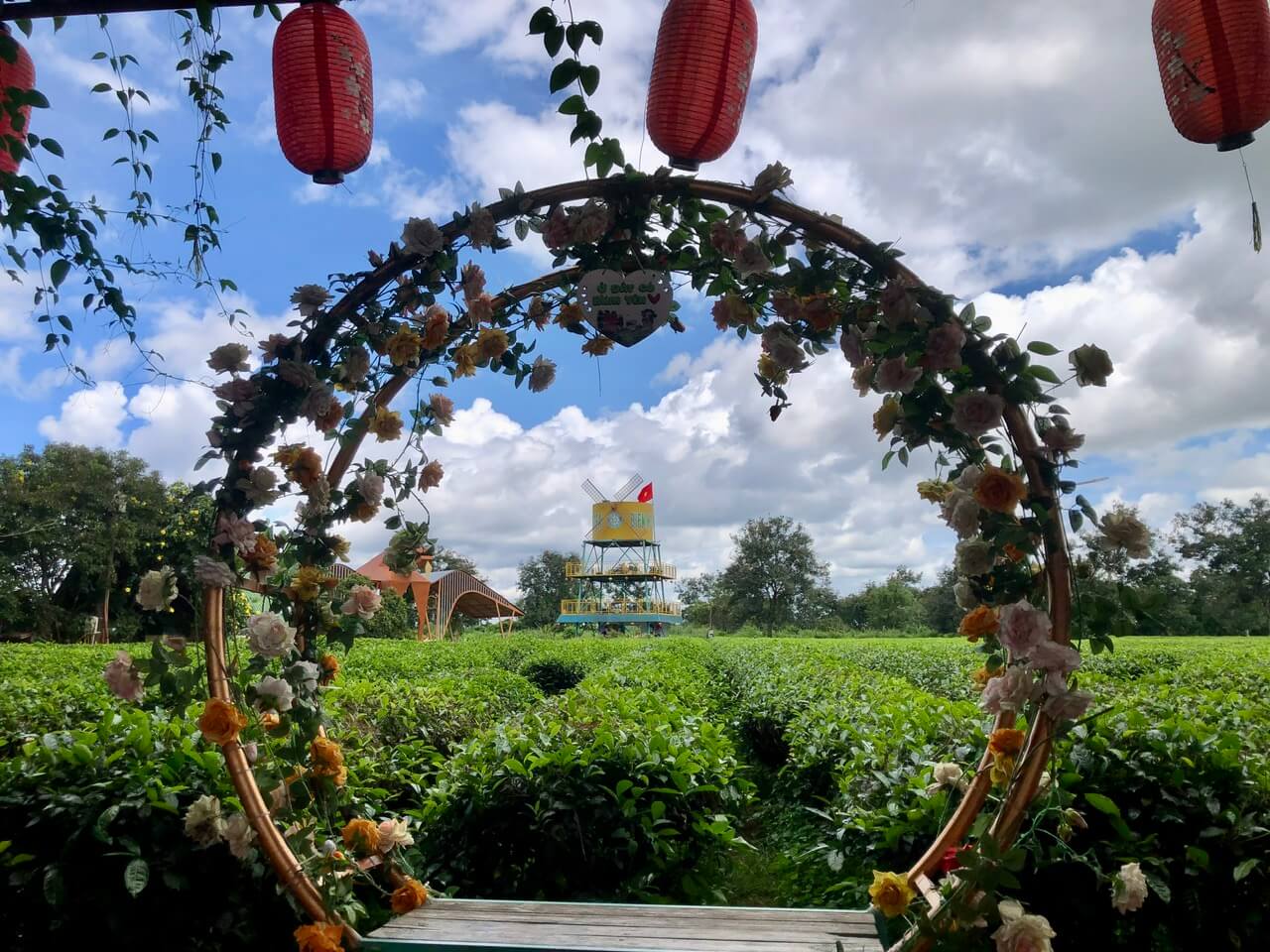 백 -시기 소나무의 양면은 많은 관광객들이 방문하도록 유치하는 녹차 언덕입니다.