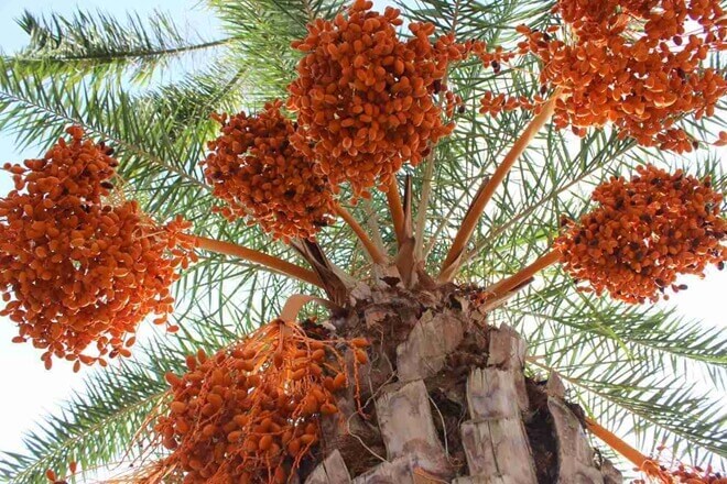 Vườn chà là Sa Đéc