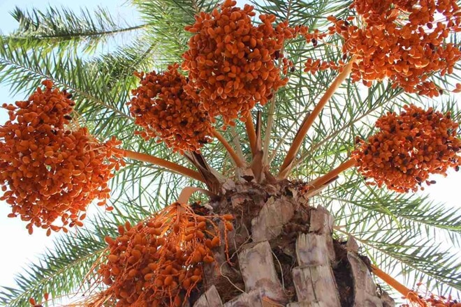 Vườn Chà Là nở rộ tạo nên khung cảnh ấn tượng và sáng bừng cả một vùng Làng hoa Sa Đéc.