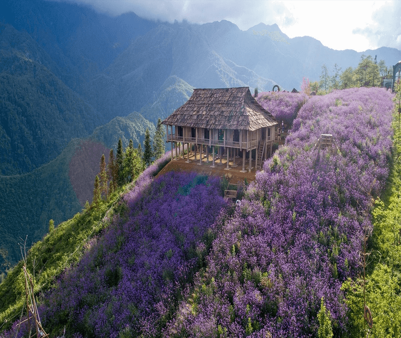 Bac Ha Flower Valley