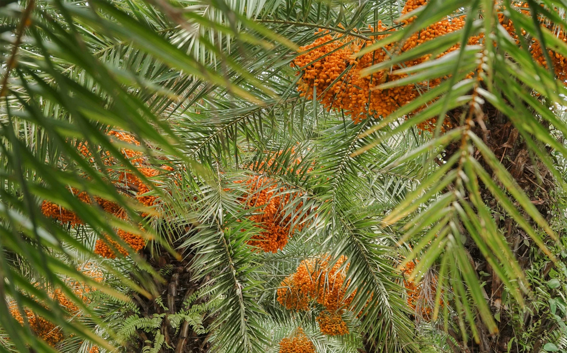 Vườn chà là Sa Đéc