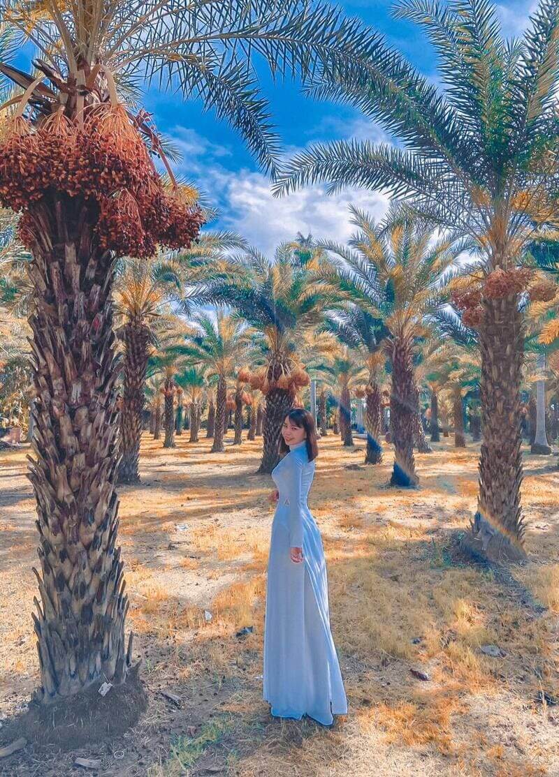 Check-in với những cây chà là xinh đẹp