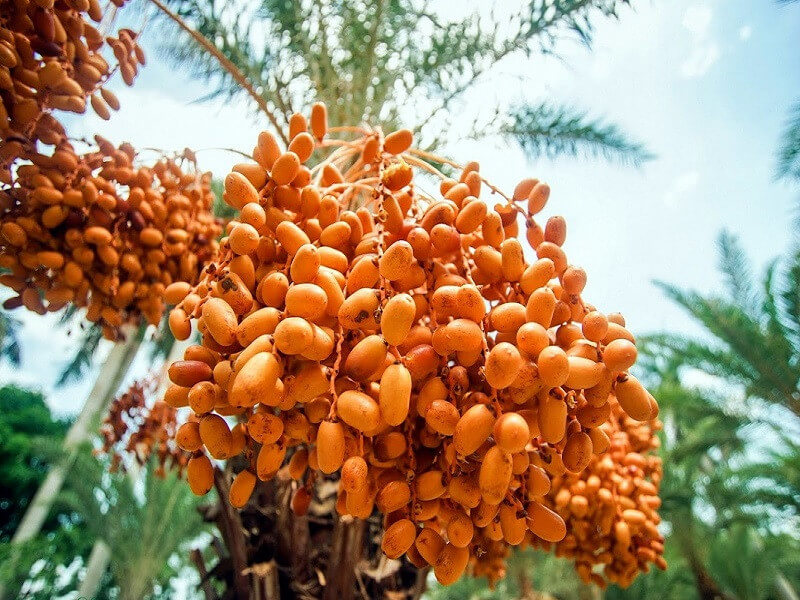 Vườn Chà Là Sa Đéc là một không gian xinh đẹp, đặc biệt là vào mùa trái xum xuê.