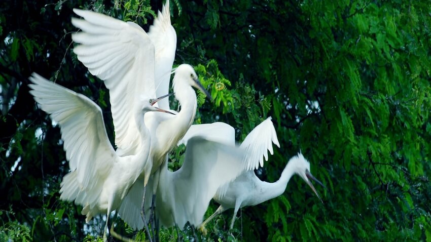 タンロングコウノトリガーデンは、自然の美しさだけでなく、静かで風通しの良い空間によって訪問者を引き付けるだけでなく