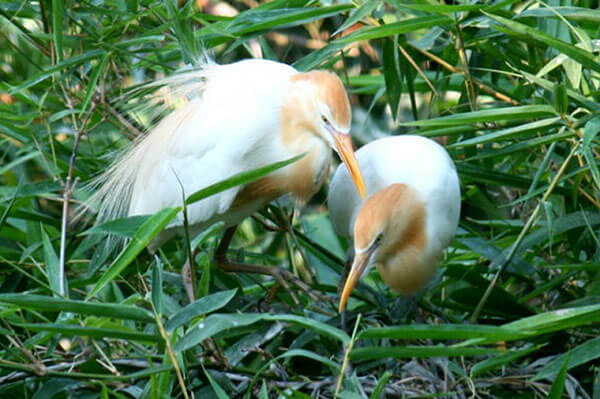 Hai Luu Stork Garden