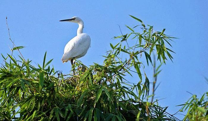 Hai Luu Stork Garden
