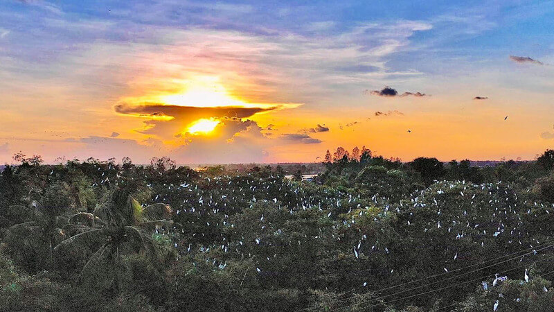 タンロングコウノトリガーデンは、自然と野生生物を愛する観光客にとって魅力的な目的地であるSOC Trang州のNGAナム地区のロングビンコミューンにあります。