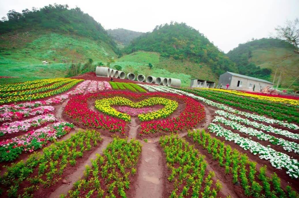 Vườn Hoa Nhiệt Đới Mộc Châu dường như trải dài vô tận trên các sườn đồi với tổng diện tích lên tới 21 hecta