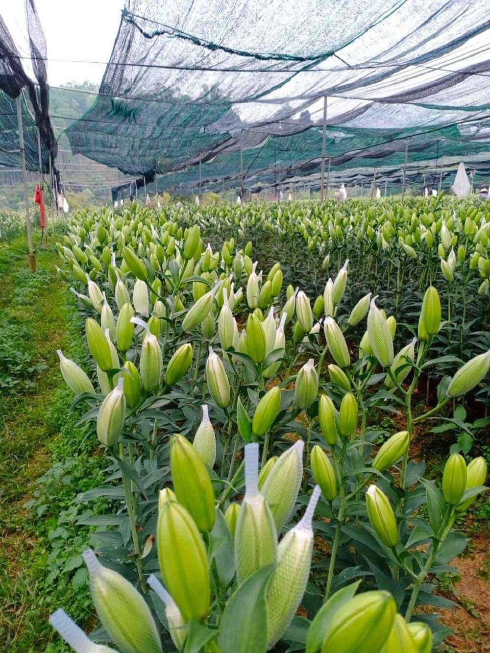 Vườn Hoa Nhiệt Đới Mộc Châu