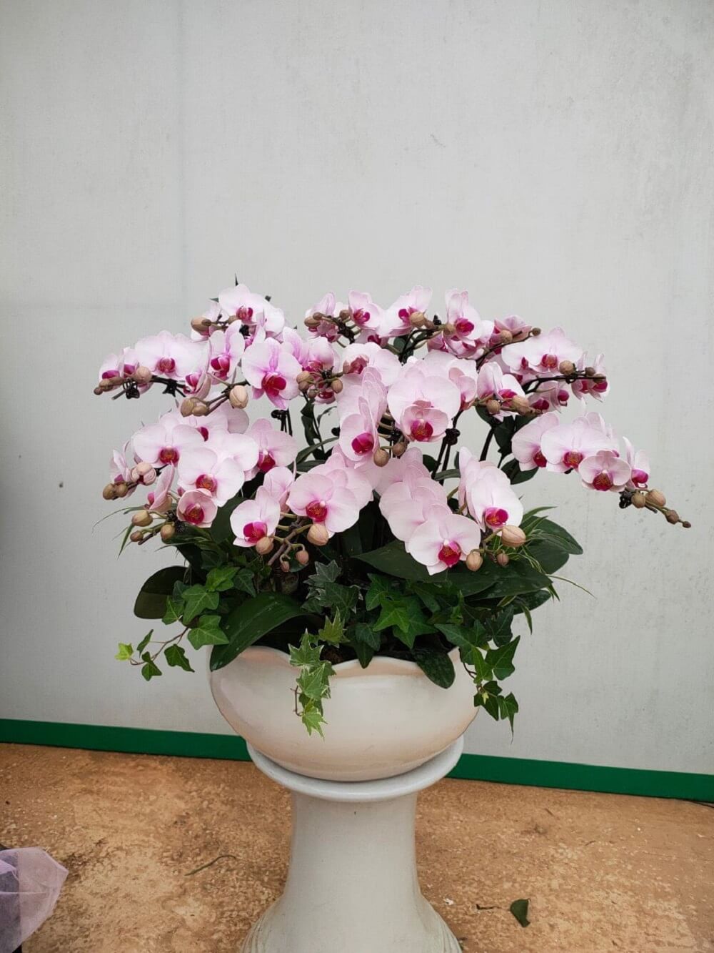 Vườn Hoa Nhiệt Đới Mộc Châu