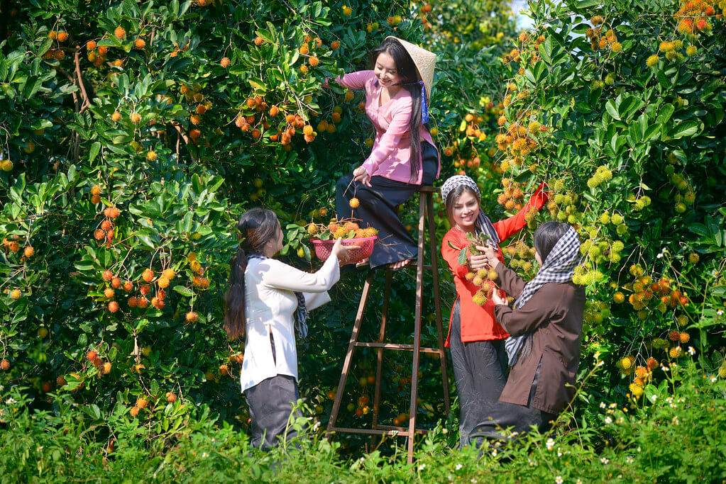 With a large area, Ut Phuong fruit garden, Go Dau Tay Ninh is a place to plant many typical fruit trees of the Southern region such as rambutan, yellow strawberry, green strawberry, jackfruit, mango, na, grapefruit, melancholy Particularly, mangostee