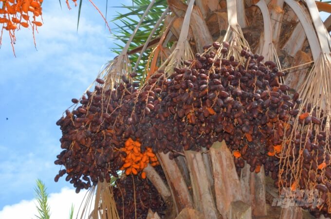 Vườn Chà Là Sa Đéc với không gian sống động cùng cảnh quan rực rỡ chính là một trong những điểm hẹn mà bạn nên ghé thăm khi đến với Đồng Tháp