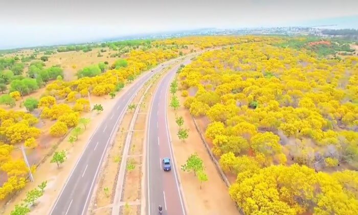 Rừng Keo Lá Tràm