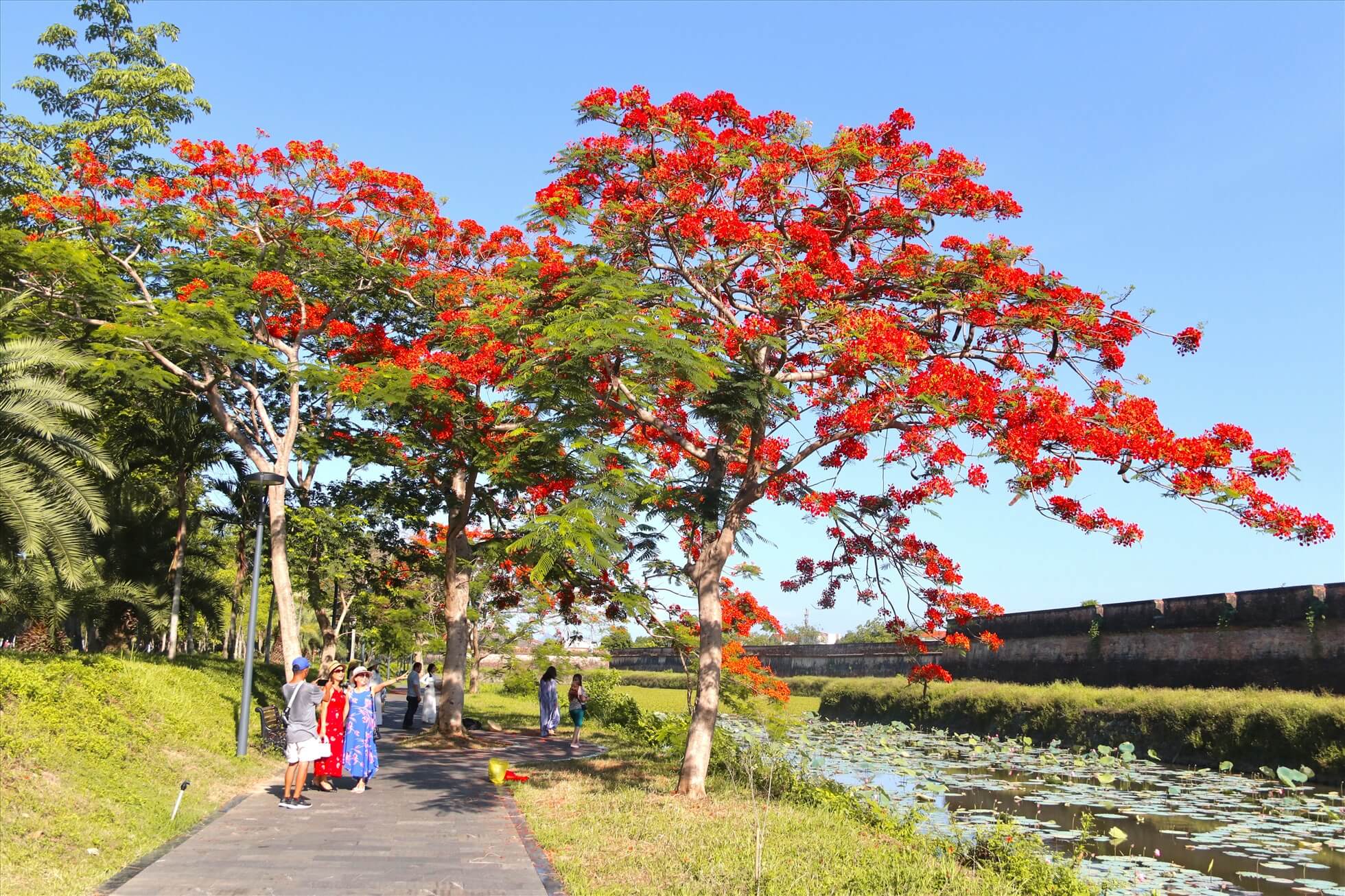 Hương Sắc Đỏ Thắm: Trải Nghiệm Du Lịch Huế Qua Ánh Hoa Phượng