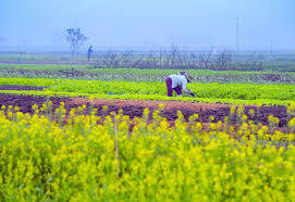 Ngỡ Ngàng Trước Sắc Vàng Hoa Cải Làng La Chữ