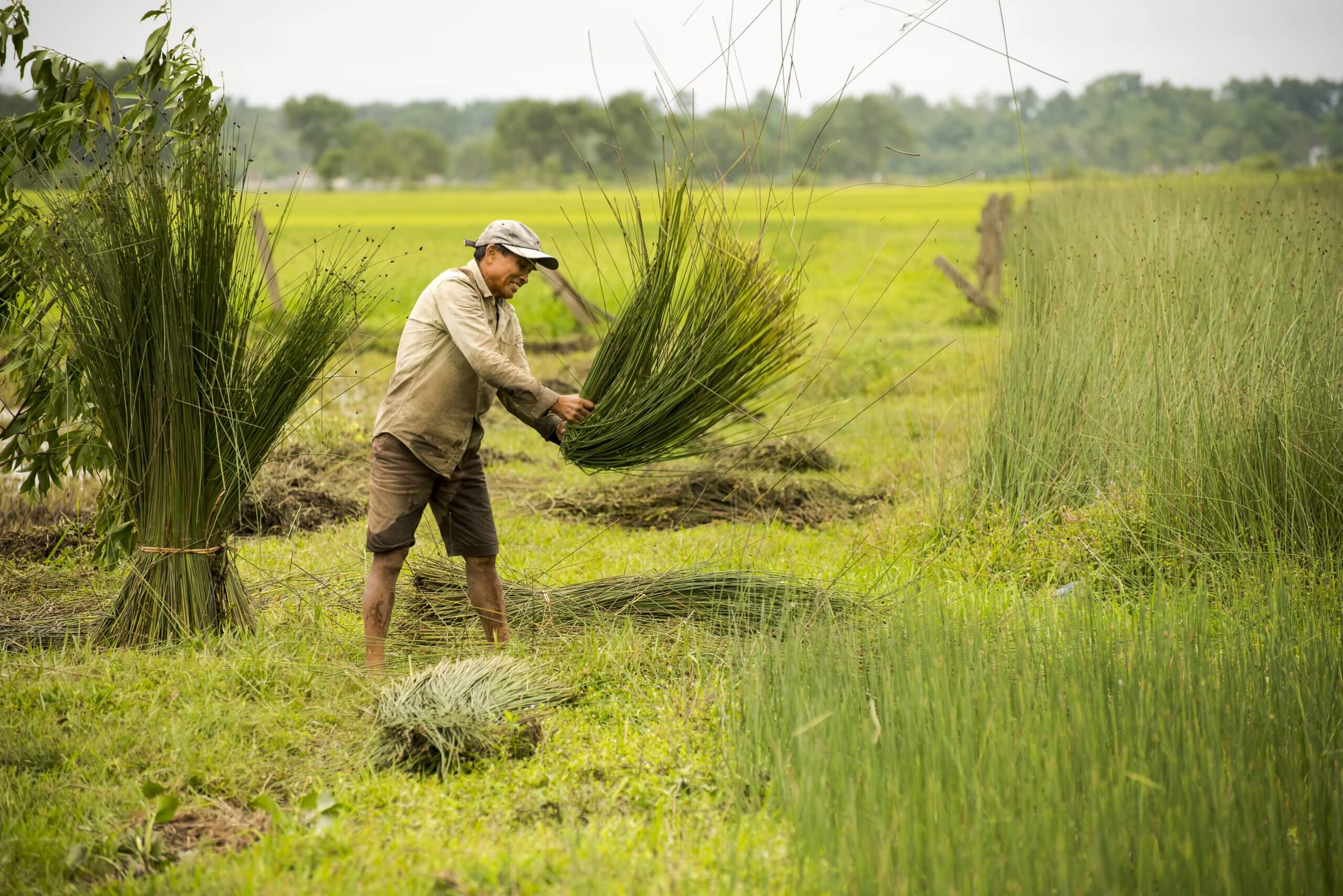 Làng Nghề Đệm Bàng Phò Trạch: Nơi Những Sợi Cỏ Biến Thành Nghệ Thuật