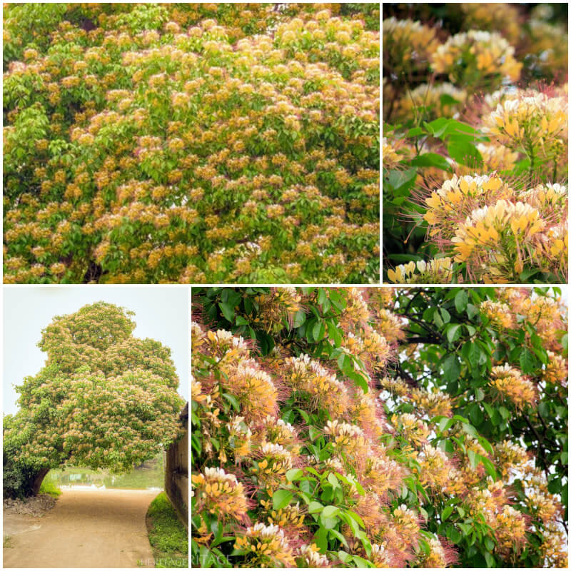 Vẻ đẹp mùa hoa bún ở Lệ Thủy