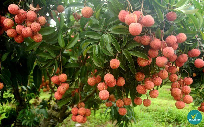 Vải thiều Lục Ngạn