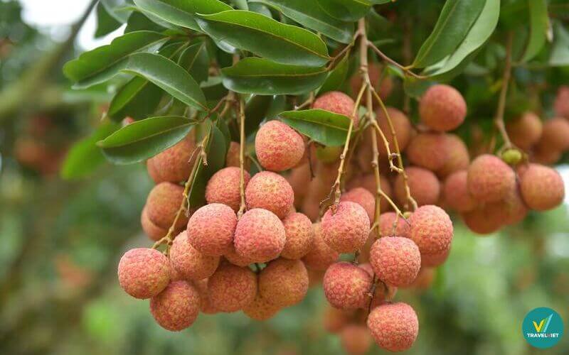 Trái cây đặc sản Bắc Ninh