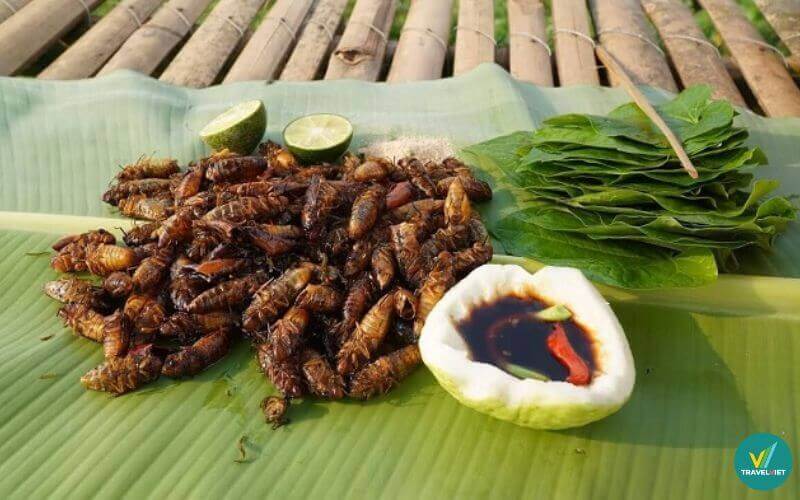 Ve sầu rán Lai Châu