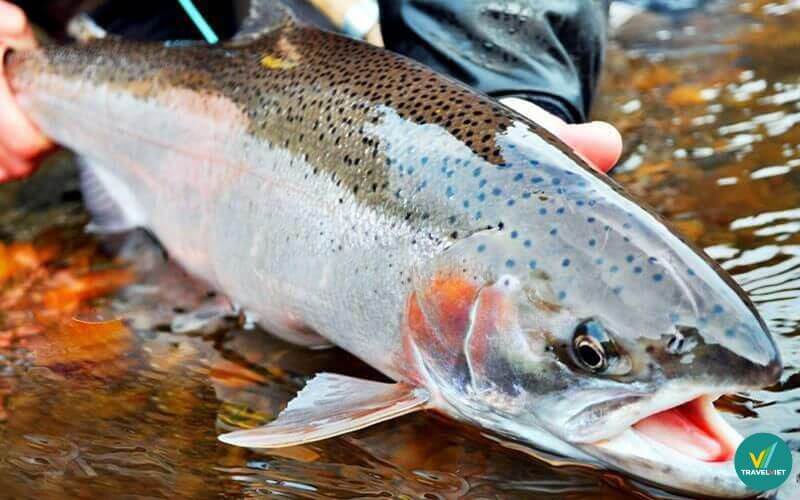Cá hồi Sapa