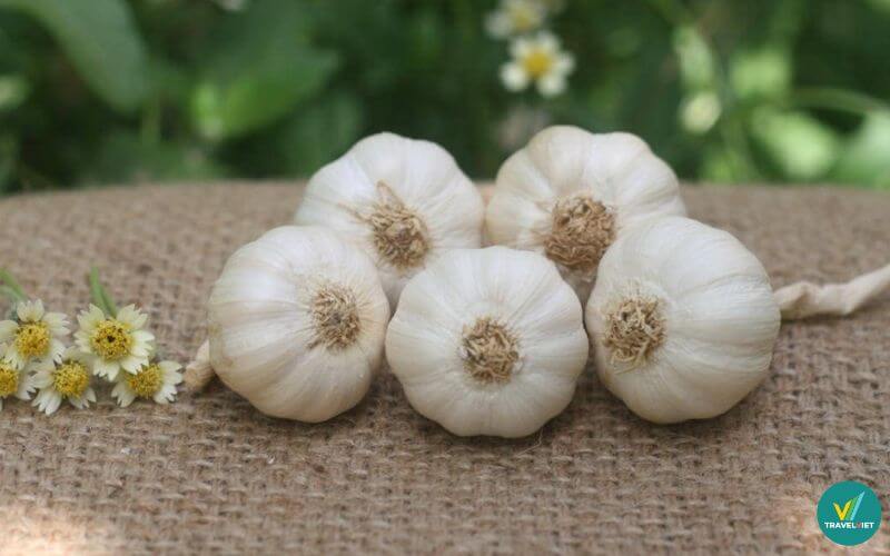 Tỏi Lý Sơn