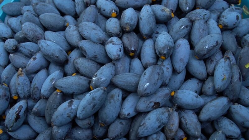 Trám đen Hà Châu